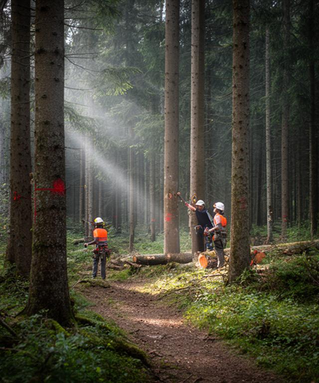 Waldarbeiter markieren Baumstämme in einem gepflegten Mischwald nahe Zürich bei diffusem Morgenlicht